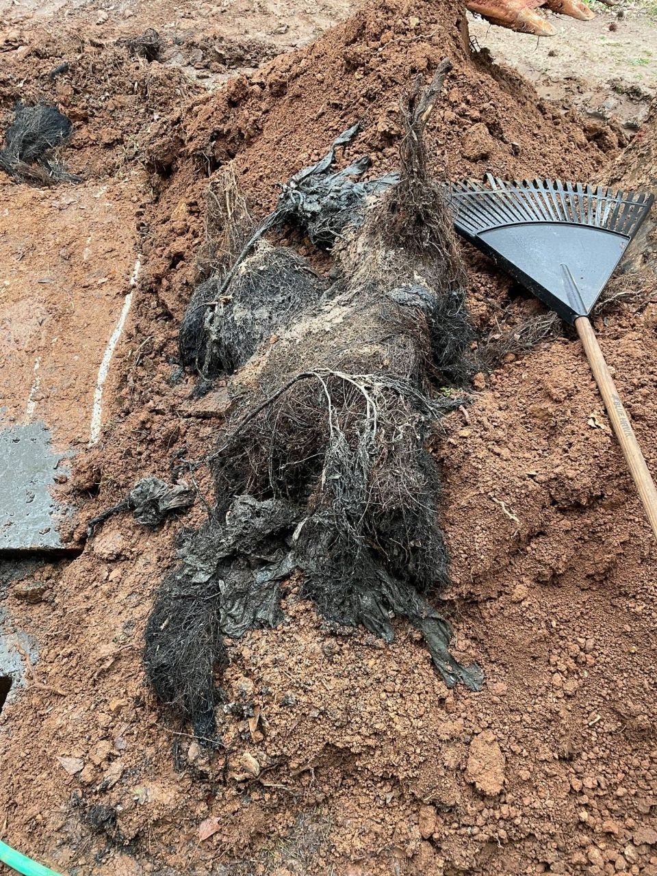 Roots Cleaned Out of a Septic Tank in Bessemer
